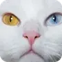 🤩