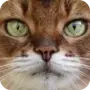 Эмодзи Котики