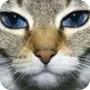 Эмодзи Котики