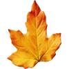 🍁