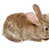 🐰