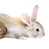 🐰