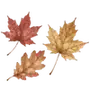 🍁
