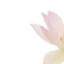🌸