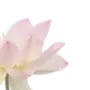 🌸