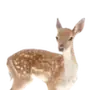 🦌