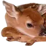 🦌