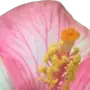 🌸