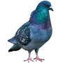 🦚