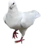 🦢