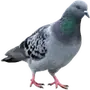 🐦