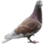 🦤