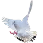 🕊️