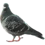Эмодзи Голуби