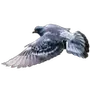 Эмодзи Голуби