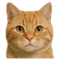 Эмодзи котейки