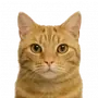 Эмодзи котейки