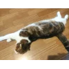 Эмодзи Cats