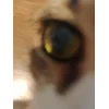 Эмодзи Cats