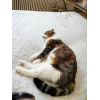 Эмодзи Cats