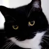 Эмодзи Котики