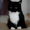 Эмодзи Котики