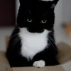 Эмодзи Котики