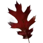 Эмодзи Crimson Autumn