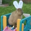 🐇