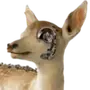 🦌
