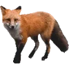 🦊