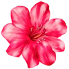 🌺