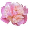 🌸