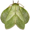 Эмодзи Moths