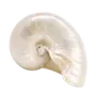 🐚