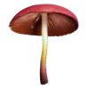 🍄