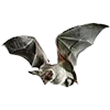 🦇