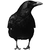 🦜
