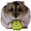 🐹