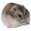 🐹
