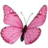 🦋