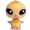 🐤