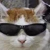 🐱