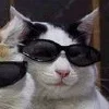 🐱