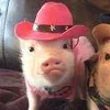 🐷
