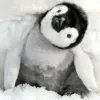 🐧