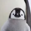 Эмодзи Пингвины
