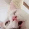 Эмодзи Cat memes