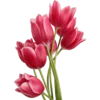 🌷