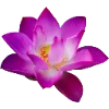 🌺